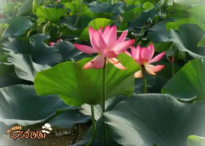 تالاب سوستان ؛ نیلوفرهای آبی و آرامش