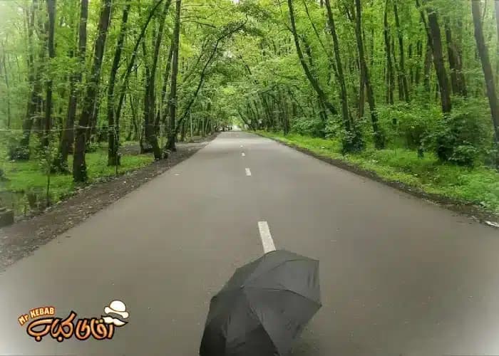 جنگل گیسوم جایی که جنگل و دریا به هم میرسند