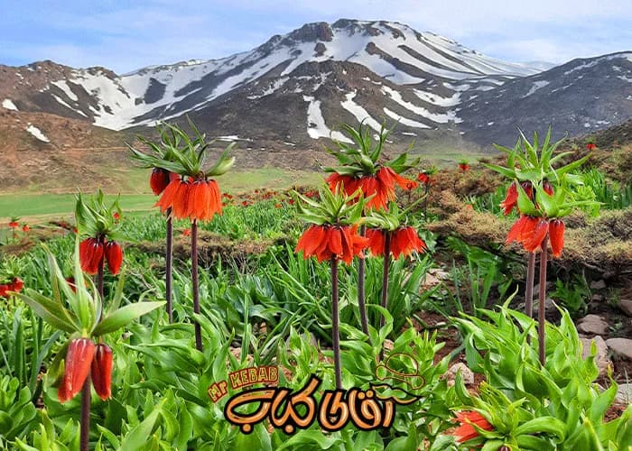 دشت لاله ‌های واژگون؛ فرش قرمز طبیعت