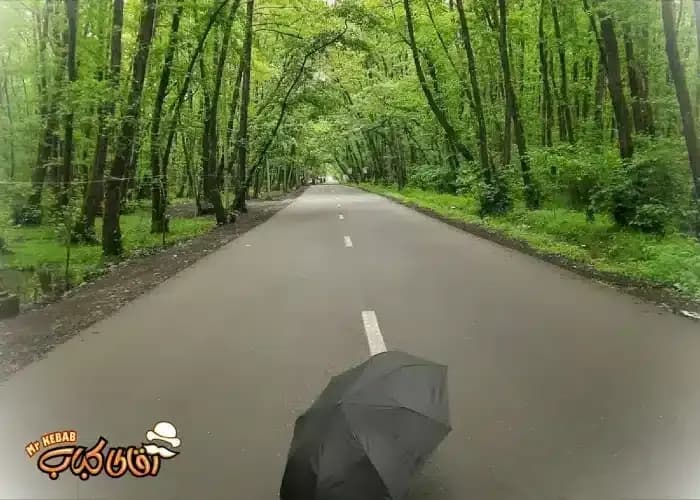 جنگل گیسوم جایی که جنگل و دریا به هم میرسند