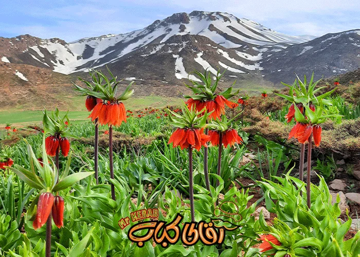 دشت لاله ‌های واژگون؛ فرش قرمز طبیعت